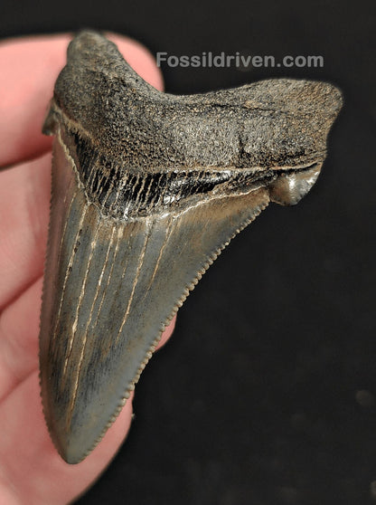 2.15" Fossil Angustidens Shark Tooth – South Carolina (Otodus angustidens) (Angy 2350) - Fossil Driven
