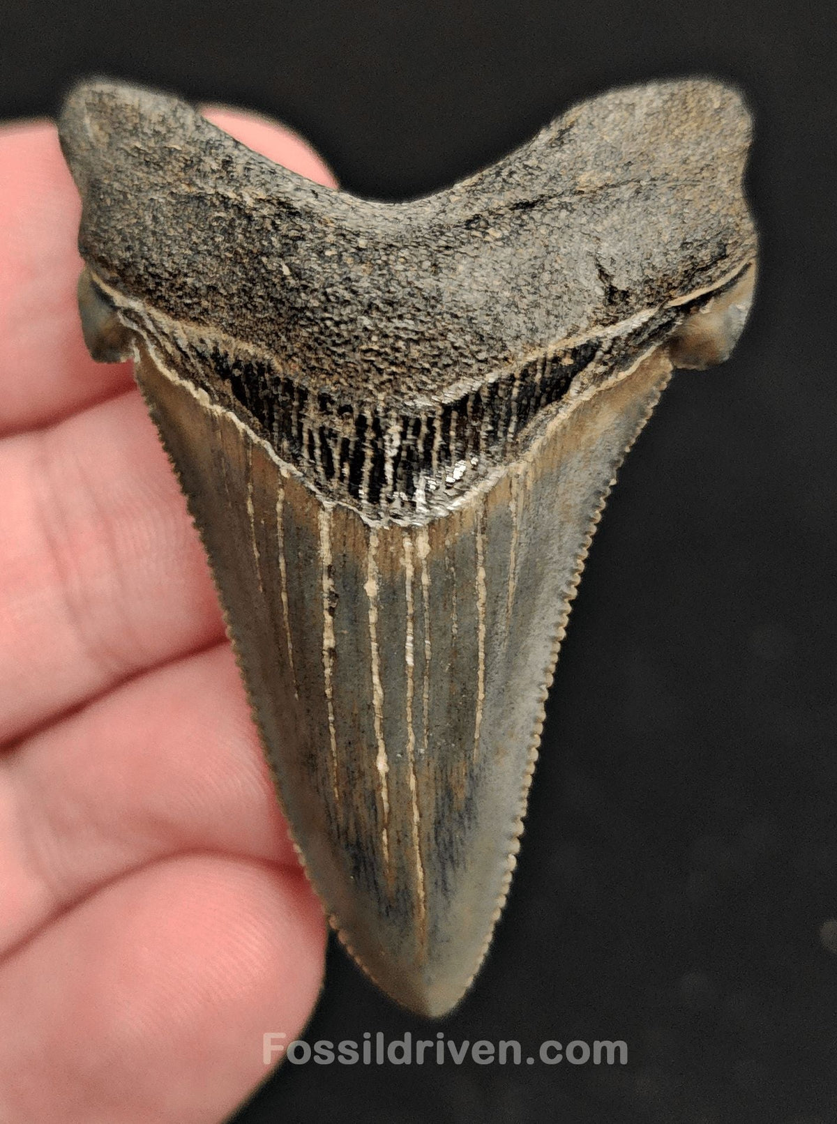 2.15" Fossil Angustidens Shark Tooth – South Carolina (Otodus angustidens) (Angy 2350) - Fossil Driven
