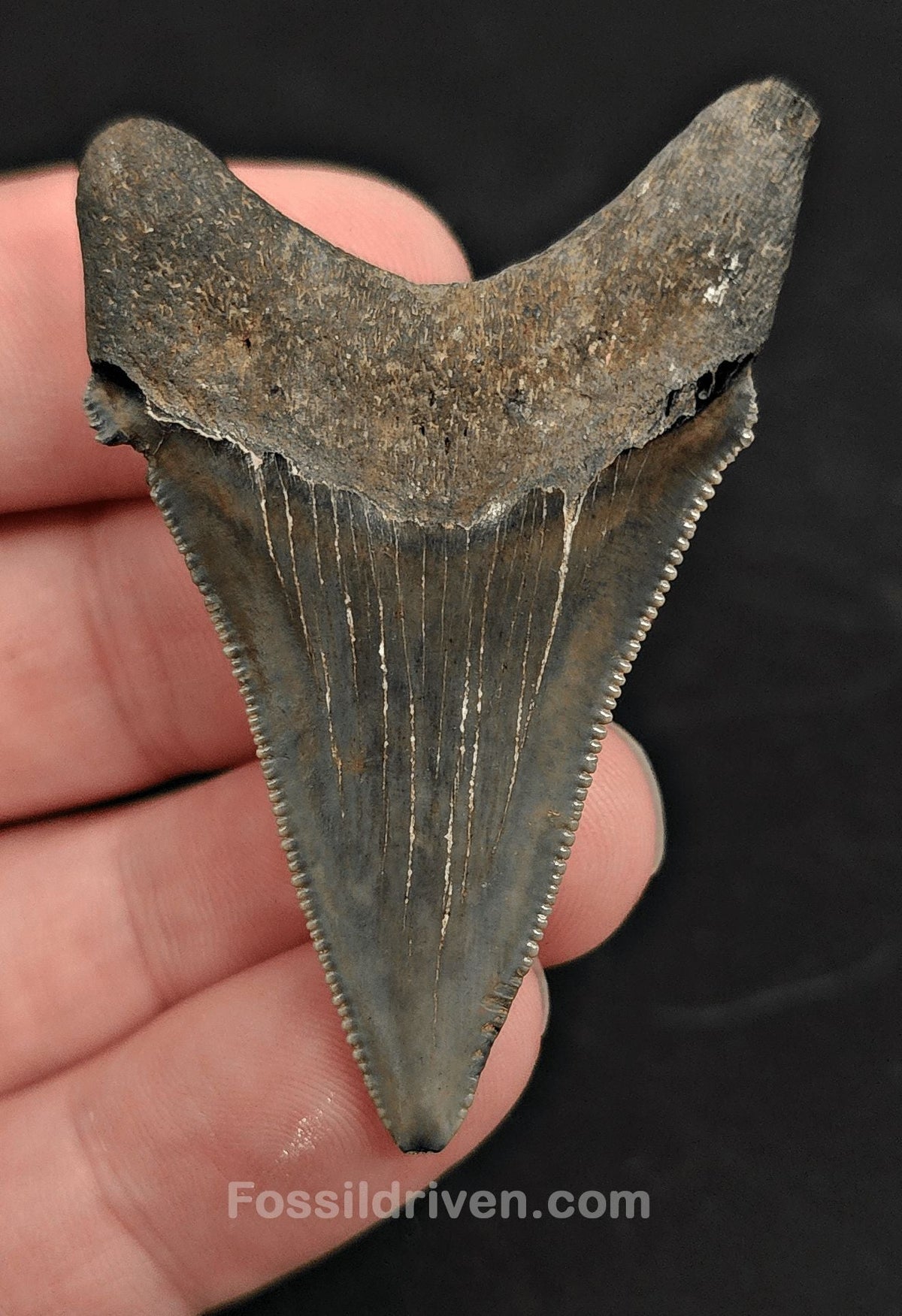 2.15" Fossil Angustidens Shark Tooth – South Carolina (Otodus angustidens) (Angy 2429) - Fossil Driven