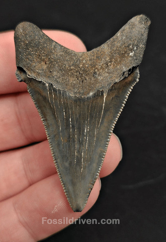 2.15" Fossil Angustidens Shark Tooth – South Carolina (Otodus angustidens) (Angy 2429) - Fossil Driven