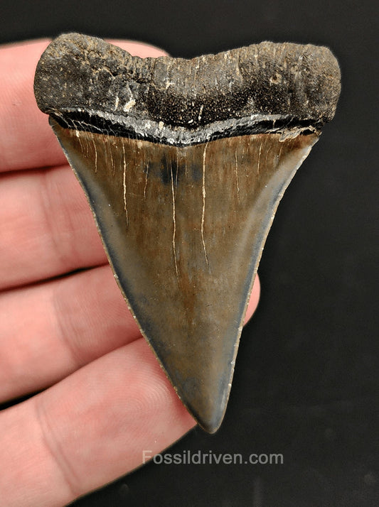 2.15 Fossil Isurus hastalis Shark Tooth – Beaufort, South Carolina | Authentic Prehistoric Fossil - Fossil Driven