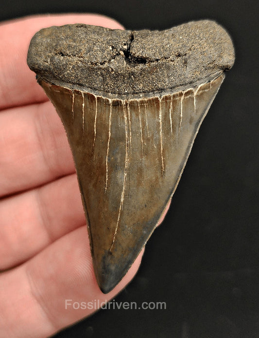 2.15 Fossil Isurus hastalis Shark Tooth – Beaufort, South Carolina | Authentic Prehistoric Fossil - Fossil Driven