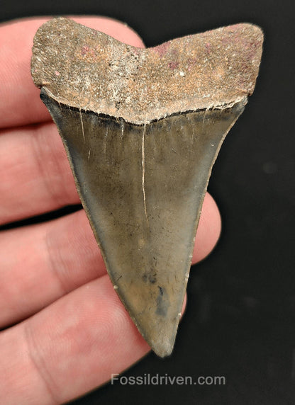 2.16" Fossil Hastalis Mako Shark Tooth – Golden Beach, Florida | Fossil Driven - Fossil Driven