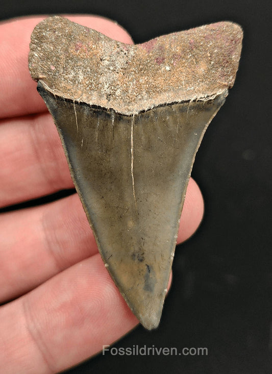 2.16" Fossil Hastalis Mako Shark Tooth – Golden Beach, Florida | Fossil Driven - Fossil Driven