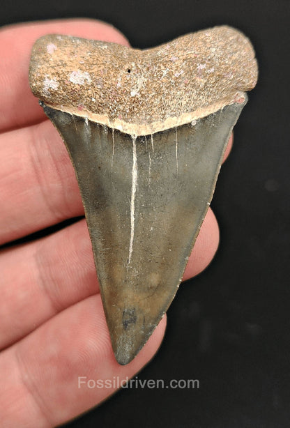 2.16" Fossil Hastalis Mako Shark Tooth – Golden Beach, Florida | Fossil Driven - Fossil Driven