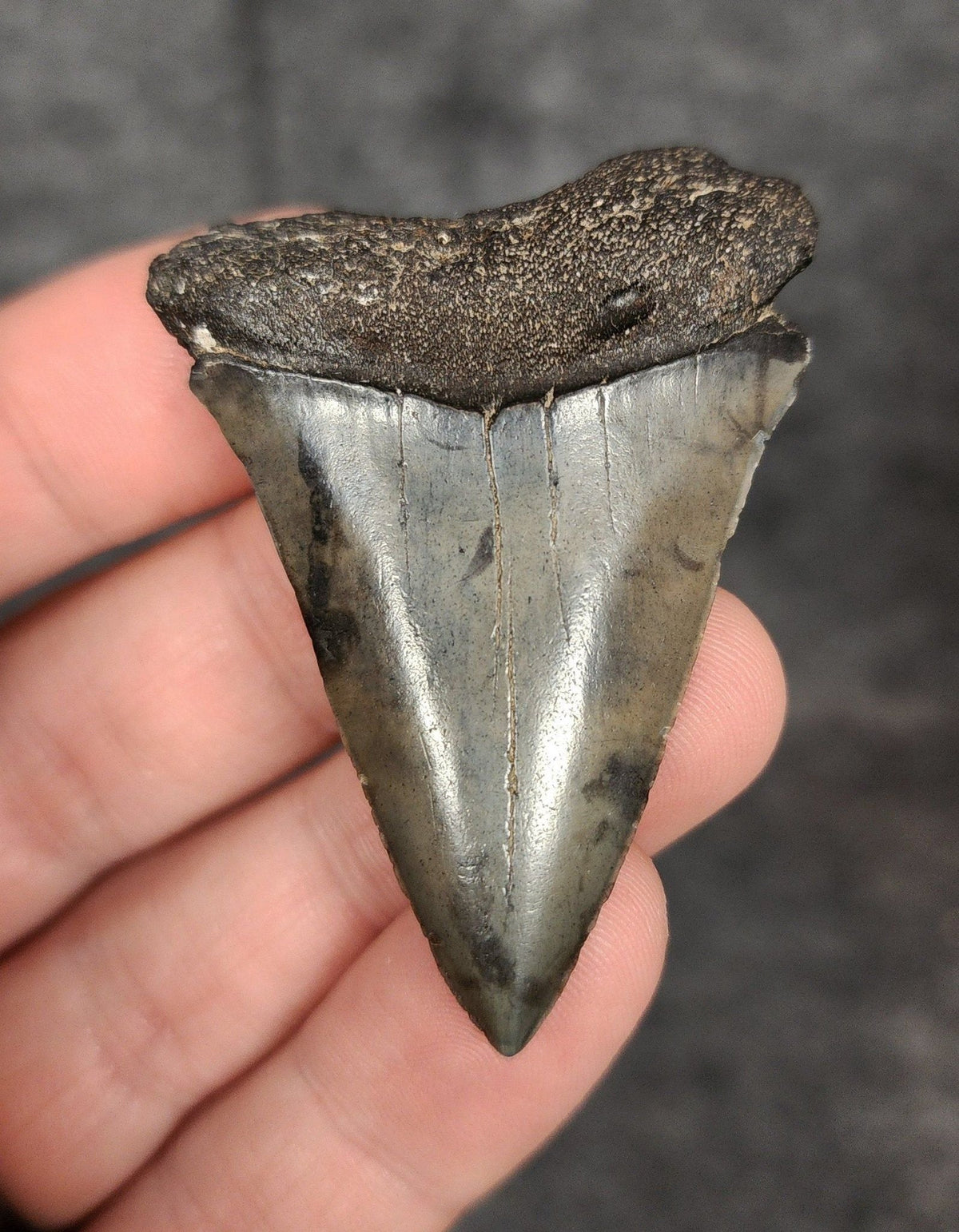 2.16" Fossil Mako Shark Tooth - South Carolina - Authentic Prehistoric Fossil - Fossil Driven