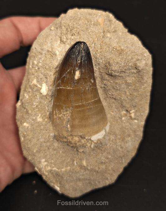 2.16" Fossil Mosasaur Tooth in Matrix - Morocco - Fossil Driven
