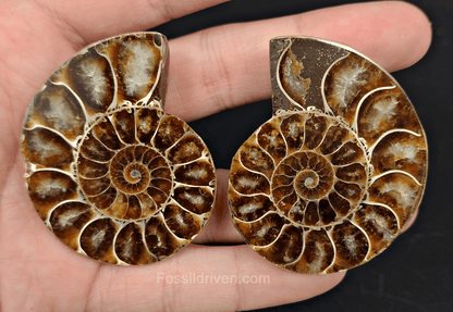 2.17" Cut & Polished Agatized Ammonite Fossil – Display Specimen | Fossil Driven - Fossil Driven