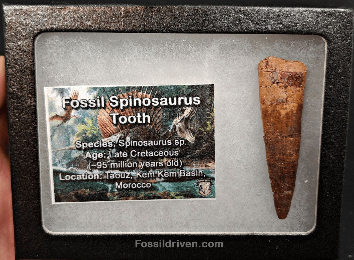 2.17" Fossil Spinosaurus Tooth - Real Dinosaur Tooth - Fossil Driven