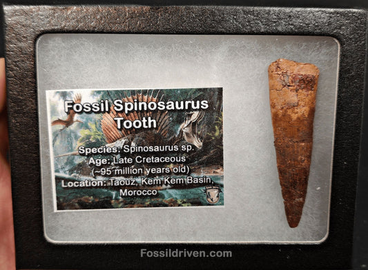 2.17" Fossil Spinosaurus Tooth - Real Dinosaur Tooth - Fossil Driven