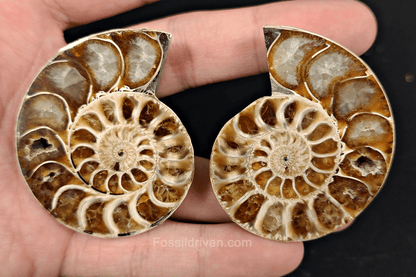 2.18" Cut & Polished Agatized Ammonite Fossil – Display Specimen | Fossil Driven - Fossil Driven