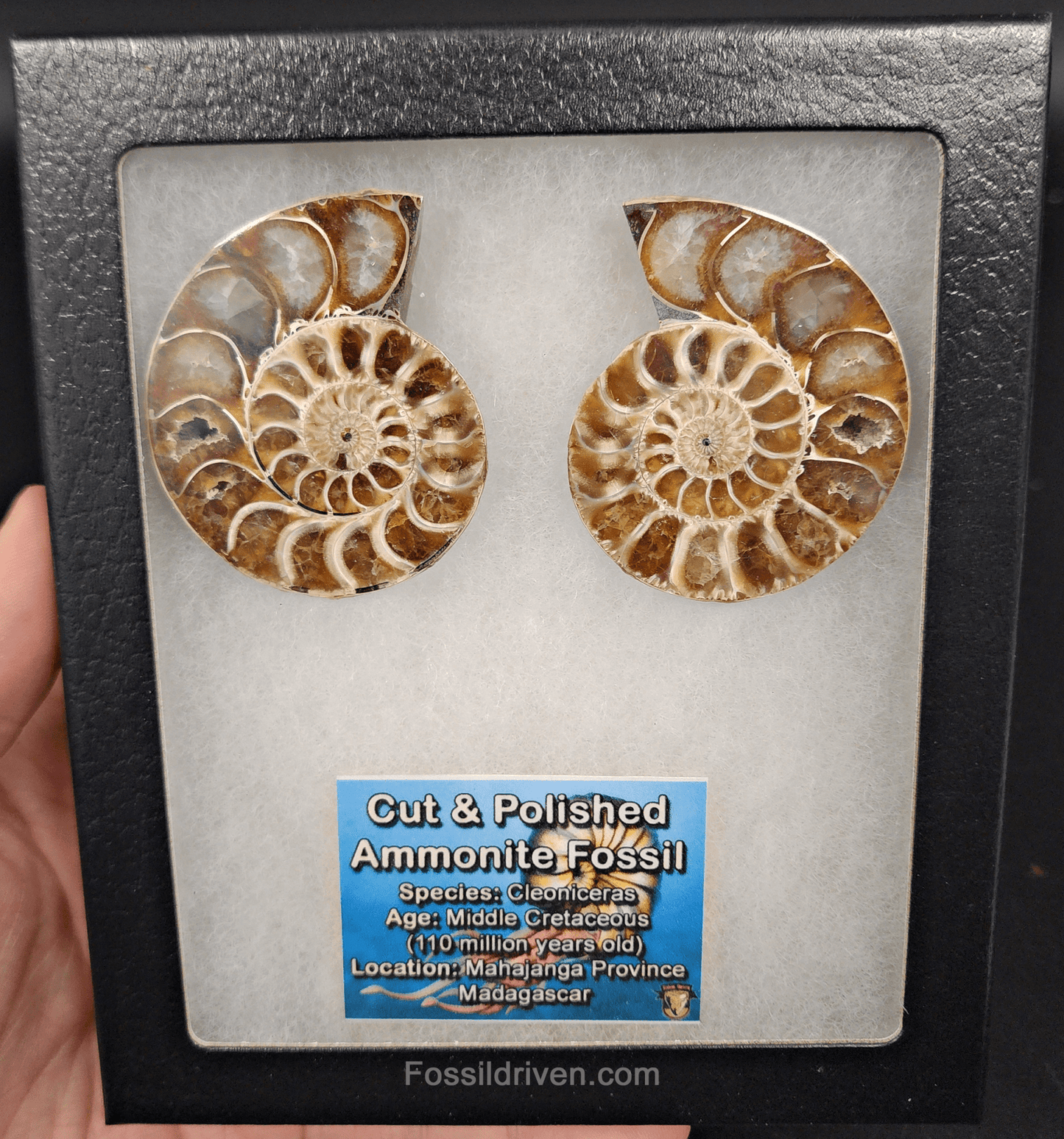 2.18" Cut & Polished Agatized Ammonite Fossil – Display Specimen | Fossil Driven - Fossil Driven