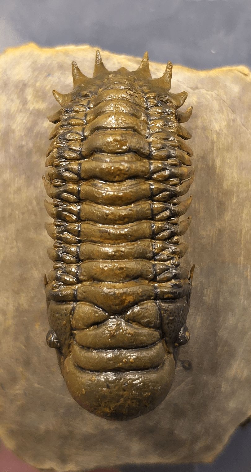 2.18" Flying Crotalocephalina Trilobite – Devonian – Issoumour, Morocco - Fossil Driven