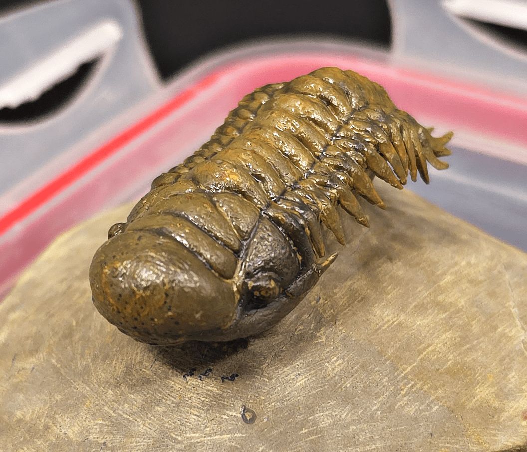 2.18" Flying Crotalocephalina Trilobite – Devonian – Issoumour, Morocco - Fossil Driven
