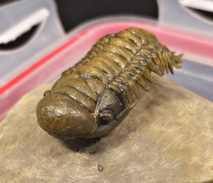 2.18" Flying Crotalocephalina Trilobite – Devonian – Issoumour, Morocco - Fossil Driven