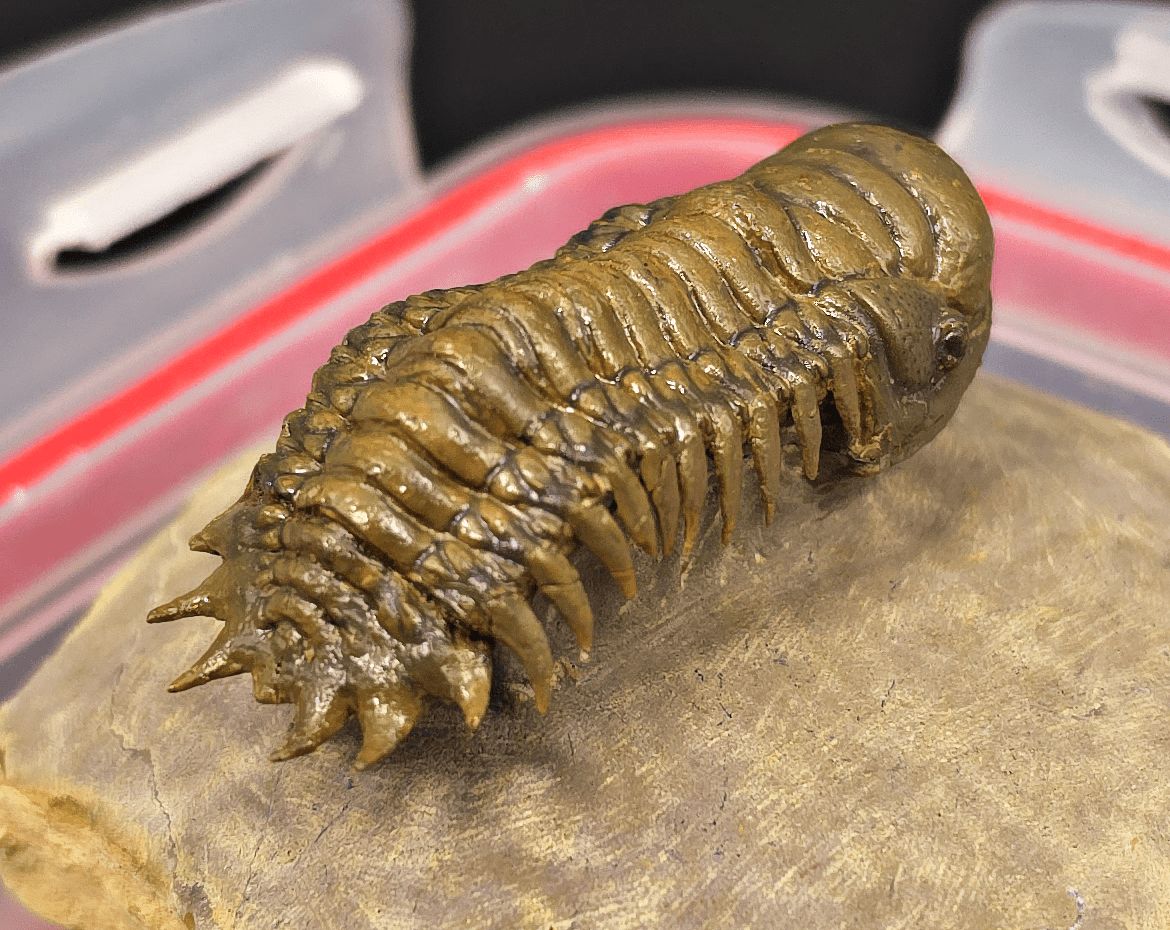 2.18" Flying Crotalocephalina Trilobite – Devonian – Issoumour, Morocco - Fossil Driven