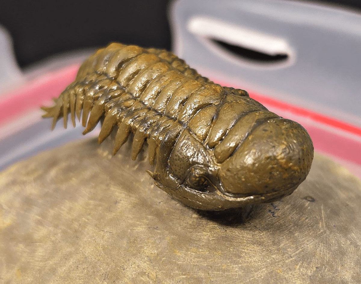 2.18" Flying Crotalocephalina Trilobite – Devonian – Issoumour, Morocco - Fossil Driven