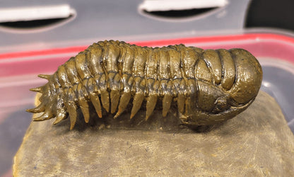 2.18" Flying Crotalocephalina Trilobite – Devonian – Issoumour, Morocco - Fossil Driven