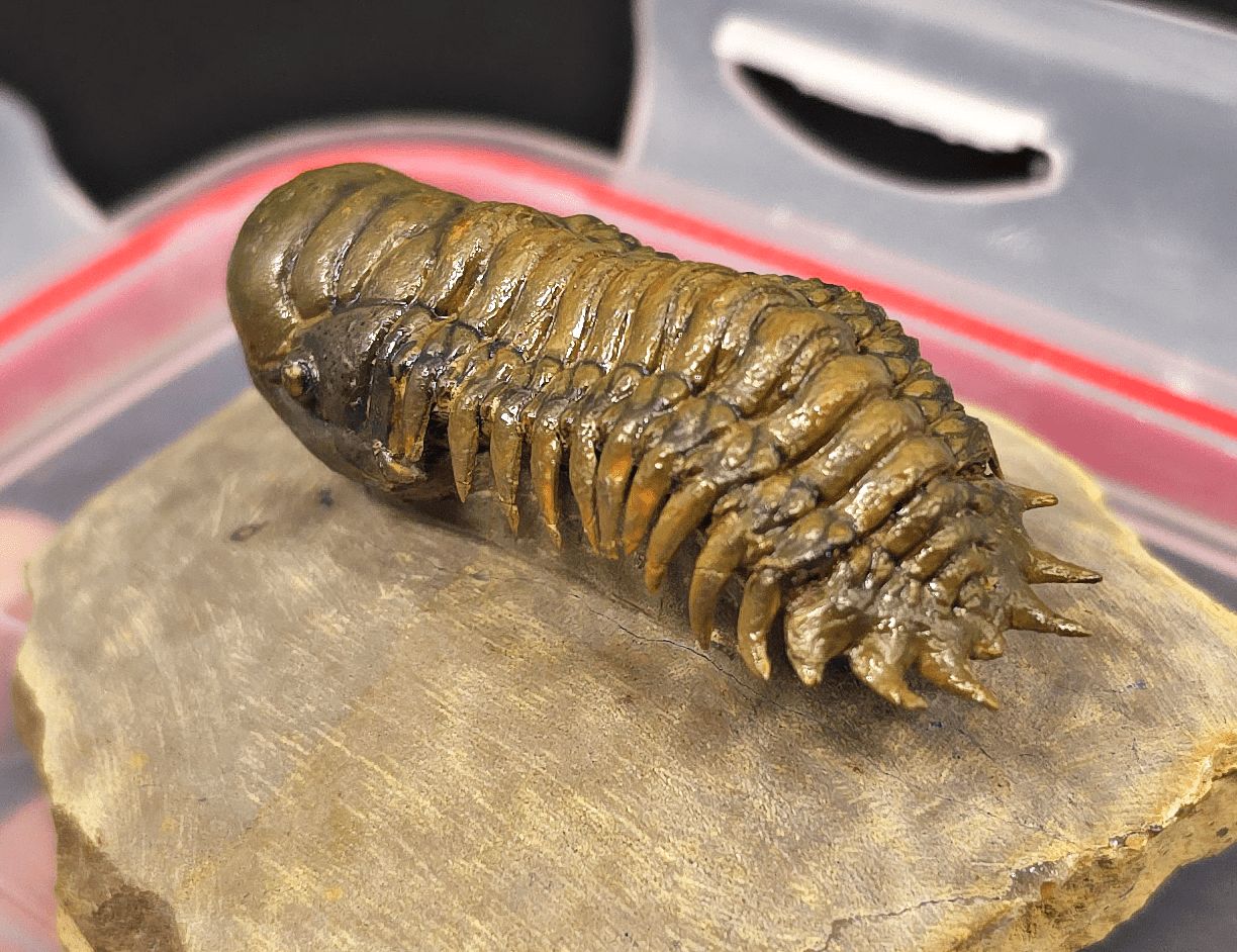 2.18" Flying Crotalocephalina Trilobite – Devonian – Issoumour, Morocco - Fossil Driven