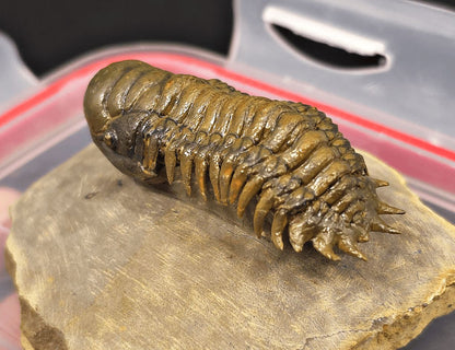 2.18" Flying Crotalocephalina Trilobite – Devonian – Issoumour, Morocco - Fossil Driven