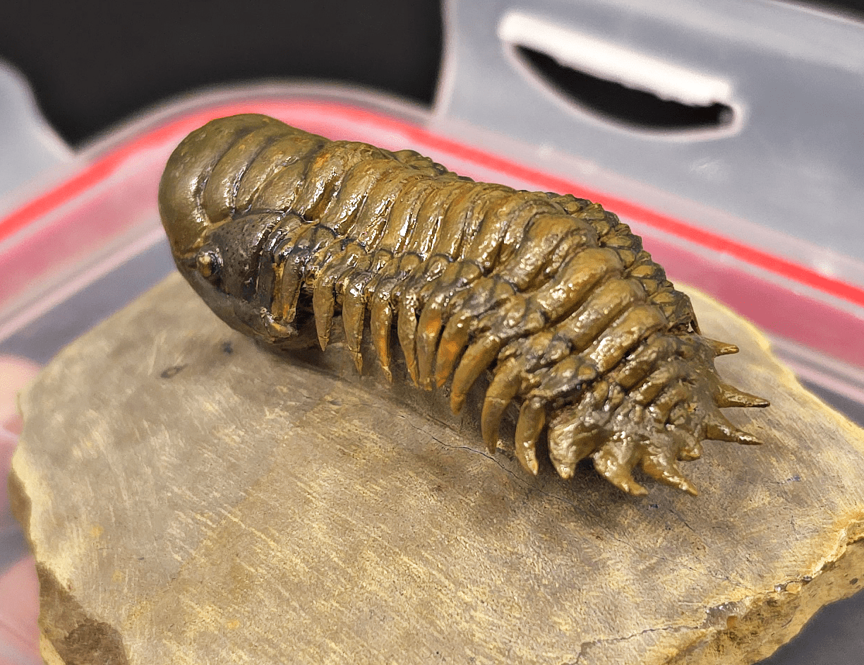 2.18" Fossil Crotalocephalina Trilobite – Devonian – Issoumour, Morocco - Fossil Driven