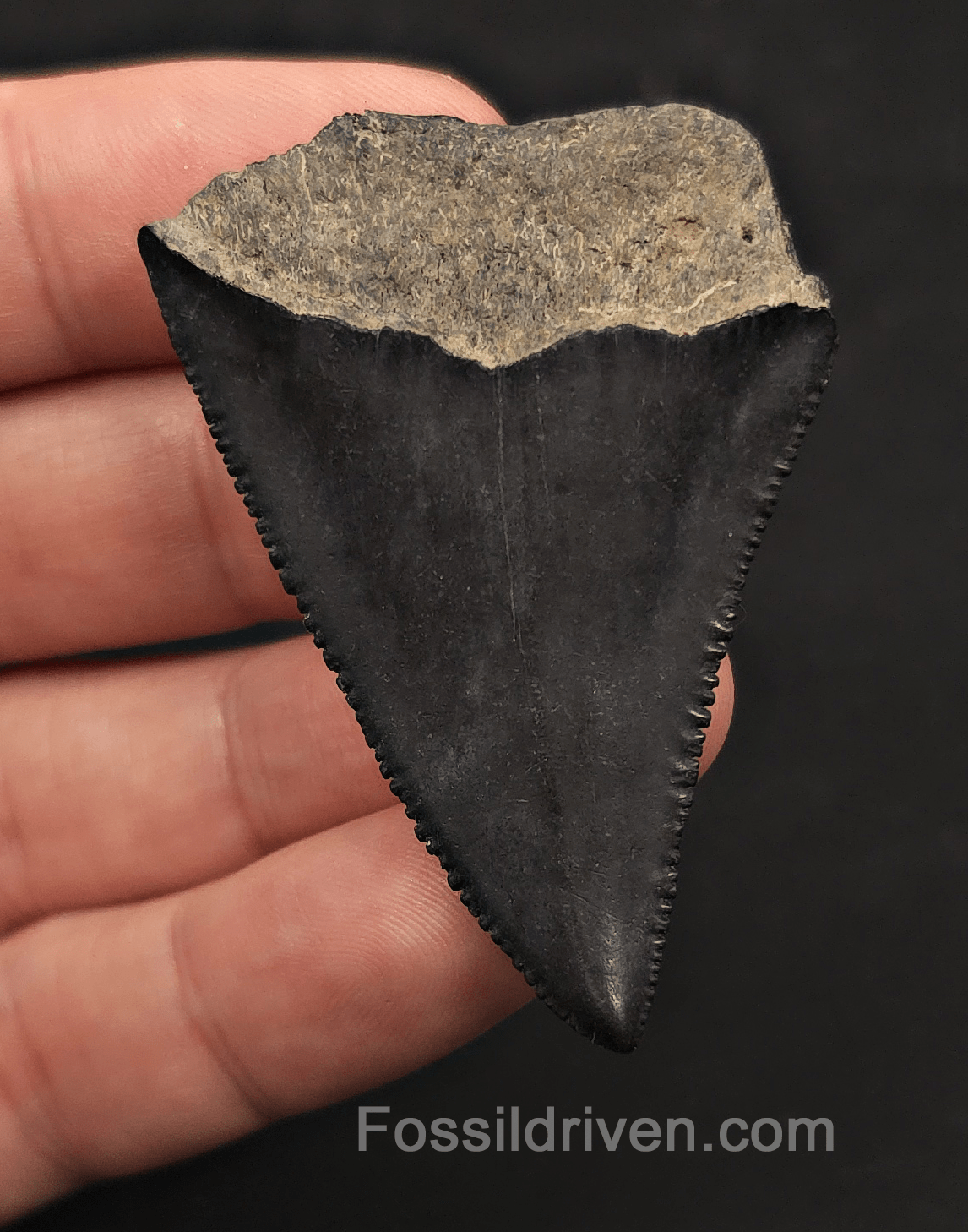 2.19" Fossil Great White Shark Tooth – Savannah River, Georgia - Fossil Driven