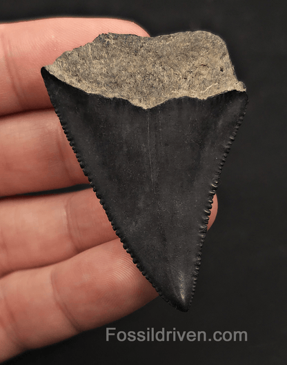 2.19" Fossil Great White Shark Tooth – Savannah River, Georgia - Fossil Driven