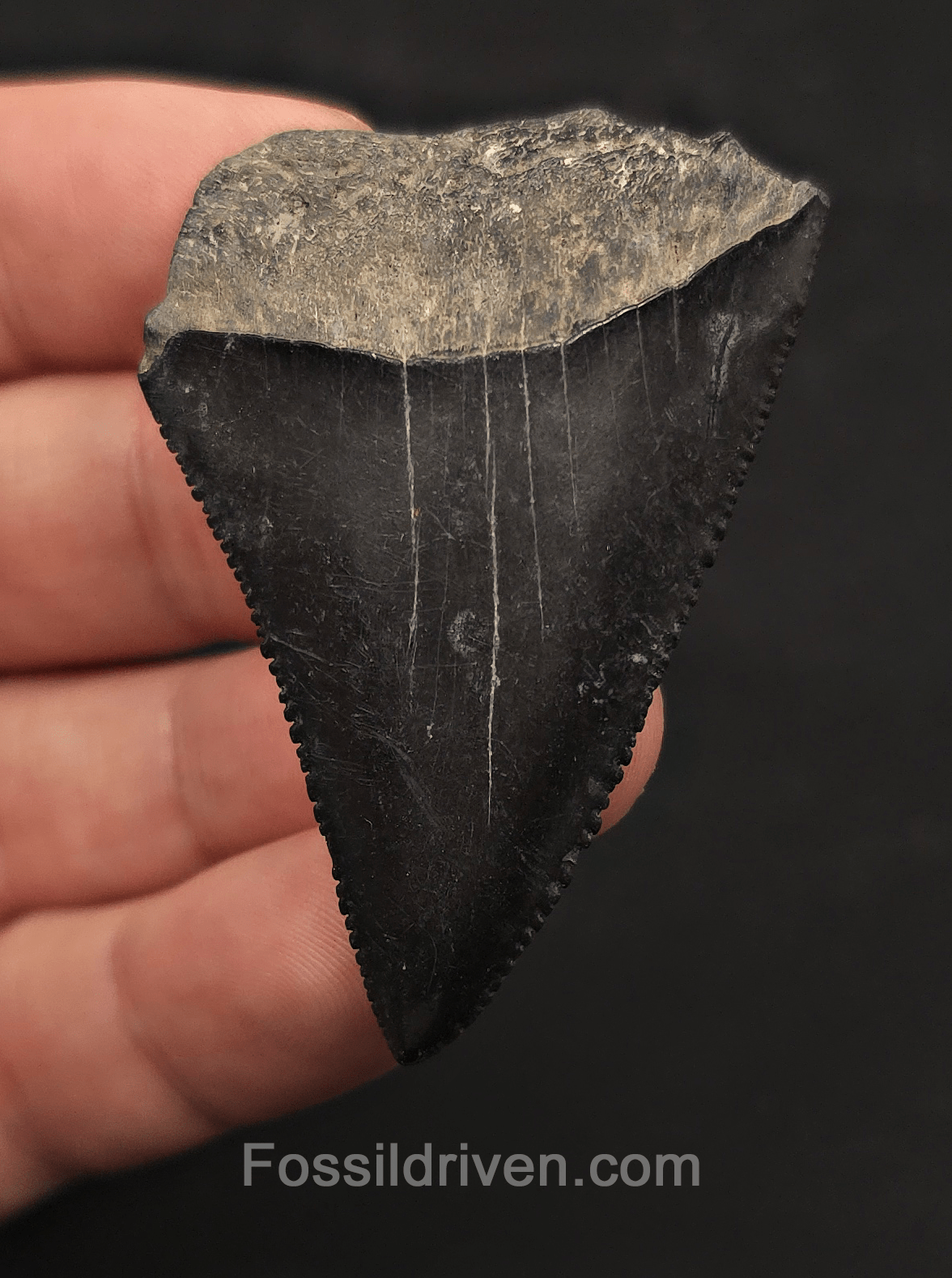 2.19" Fossil Great White Shark Tooth – Savannah River, Georgia - Fossil Driven