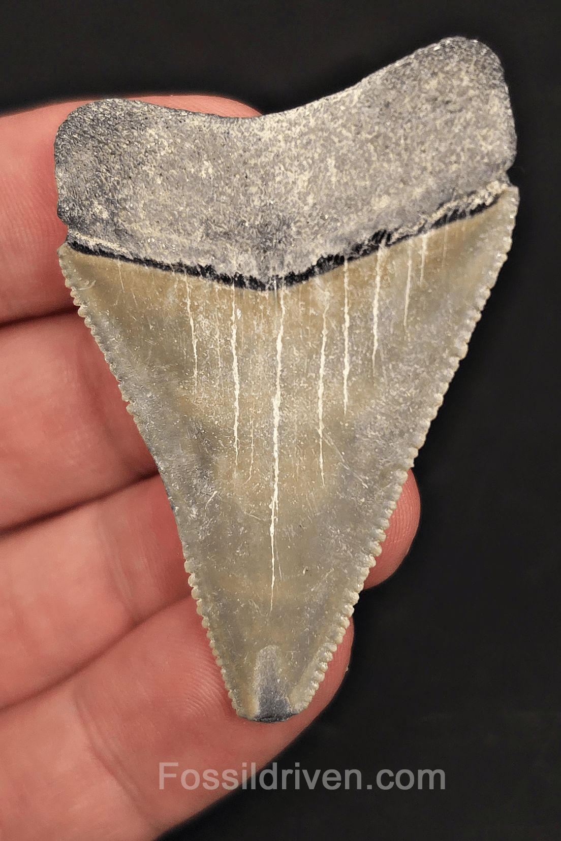 2.19" Fossil Great White Tooth - St. Augustine, FL - 100% Authentic - Fossil Driven