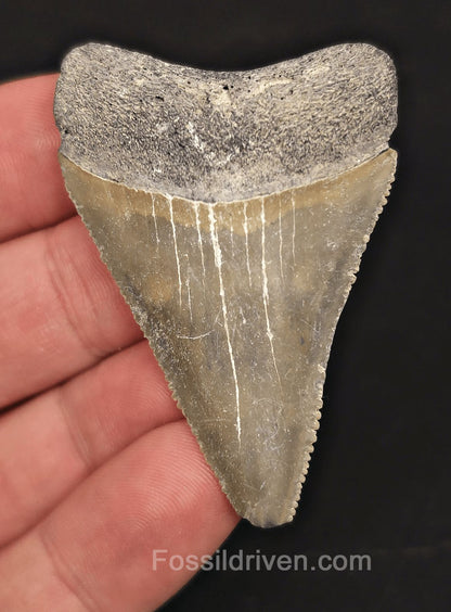 2.19" Fossil Great White Tooth - St. Augustine, FL - 100% Authentic - Fossil Driven