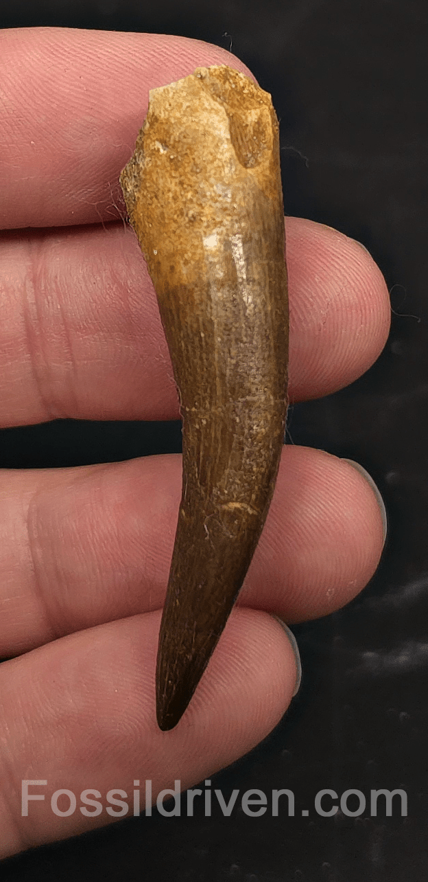 2.19" Fossil Plesiosaur (Zarafasaurus) Tooth - Morocco - Fossil Driven