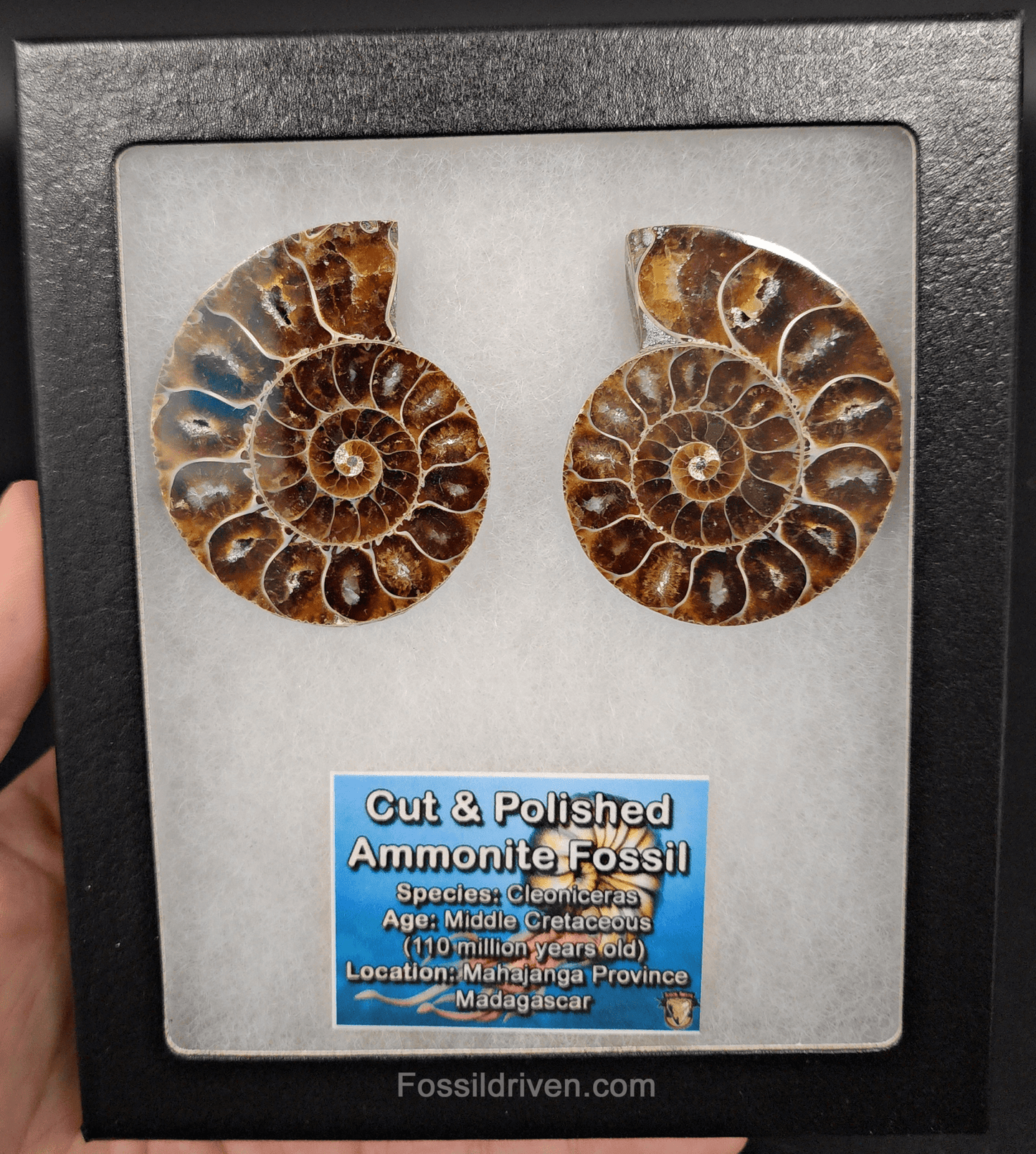 2.21" Cut & Polished Agatized Ammonite Fossil – Display Specimen | Fossil Driven - Fossil Driven