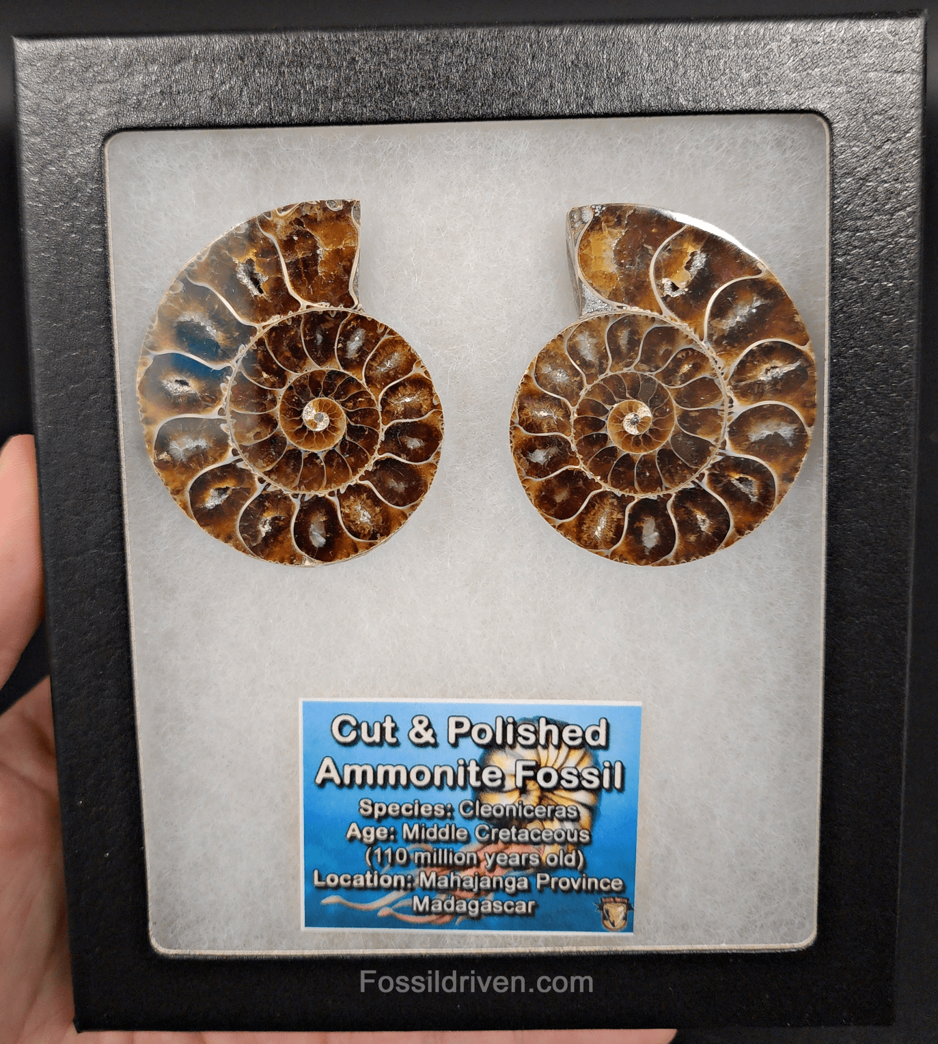 2.21" Cut & Polished Agatized Ammonite Fossil – Display Specimen | Fossil Driven - Fossil Driven