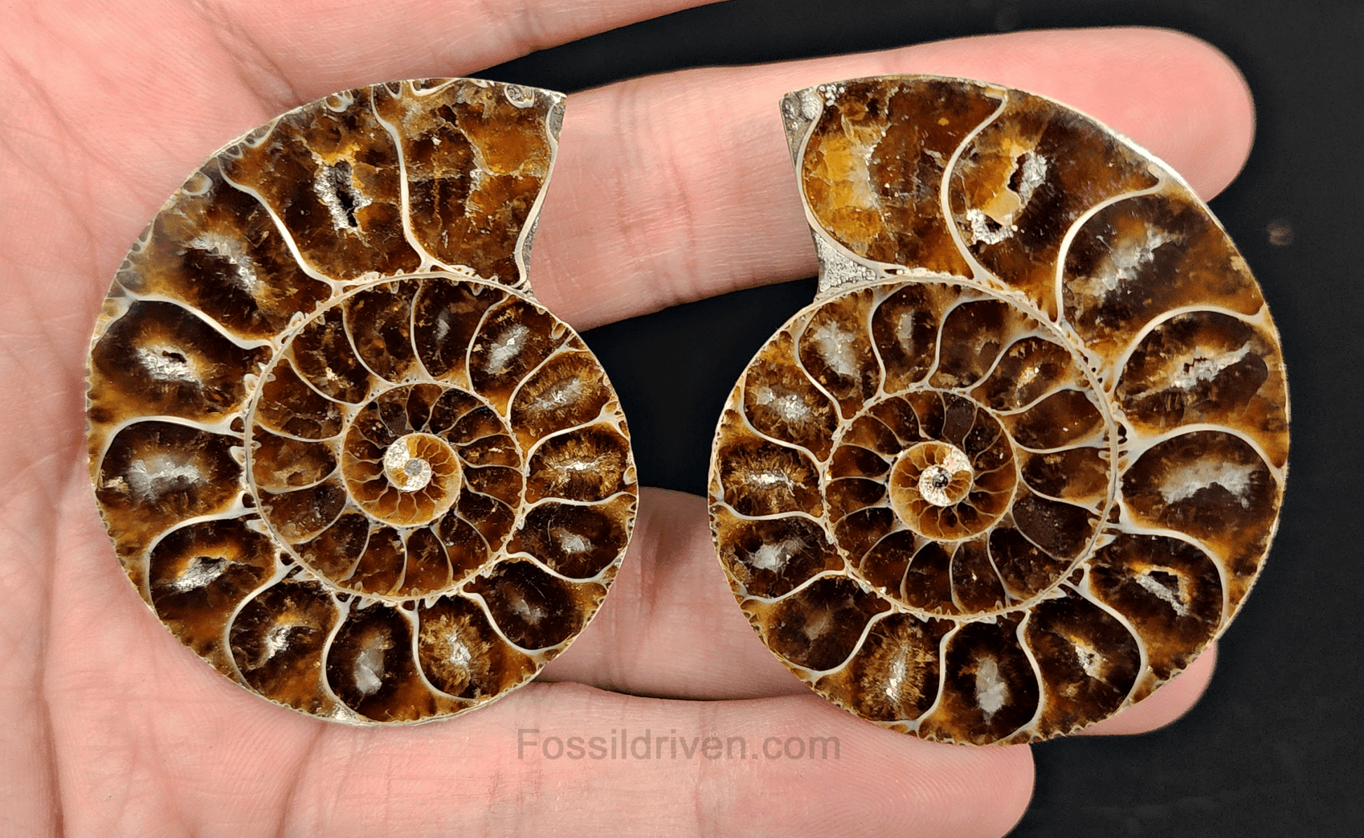 2.21" Cut & Polished Agatized Ammonite Fossil – Display Specimen | Fossil Driven - Fossil Driven