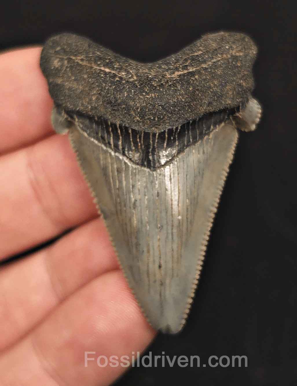 2.21" Fossil Angustidens Shark Tooth – South Carolina (Otodus angustidens) - Fossil Driven