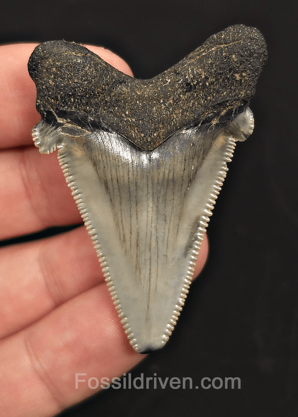 2.21" Fossil Angustidens Shark Tooth – South Carolina (Otodus angustidens) - Fossil Driven