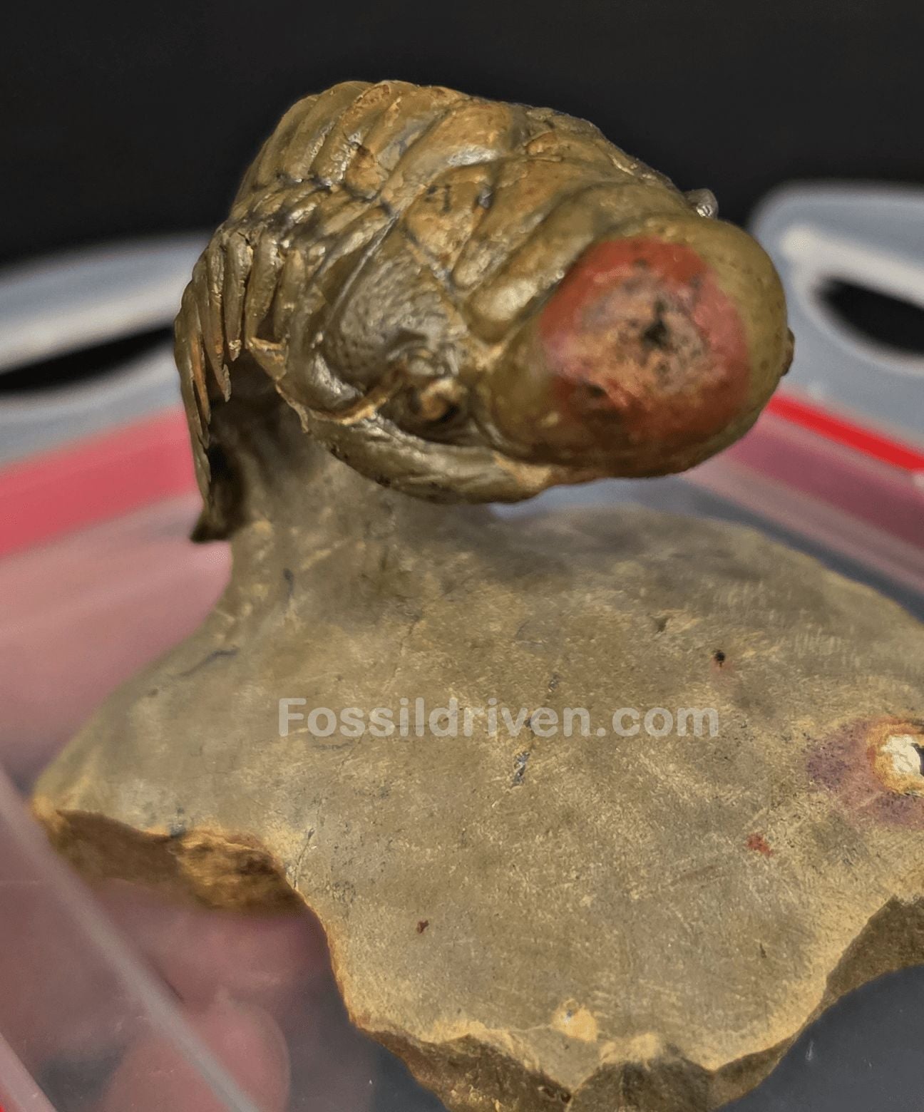 2.22" Fossil Crotalocephalina Trilobite – Devonian – Issoumour, Morocco - Fossil Driven