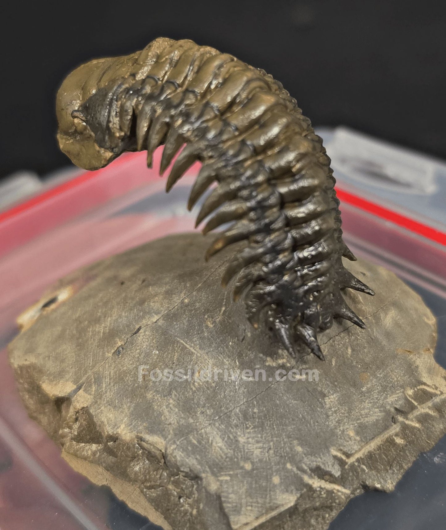 2.22" Fossil Crotalocephalina Trilobite – Devonian – Issoumour, Morocco - Fossil Driven