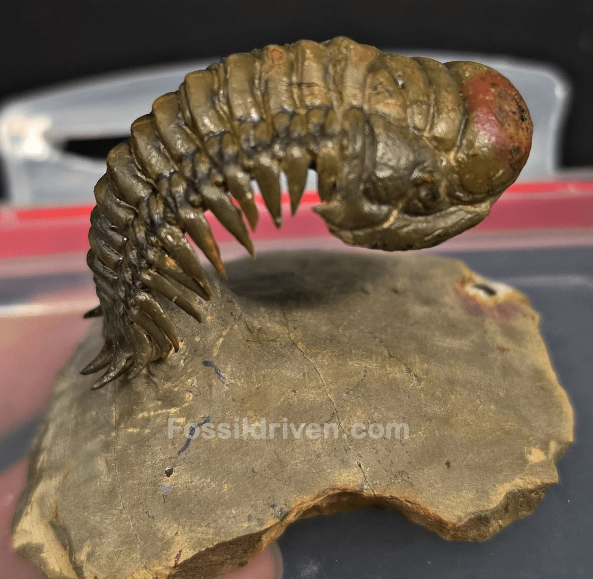 2.22" Fossil Crotalocephalina Trilobite – Devonian – Issoumour, Morocco - Fossil Driven
