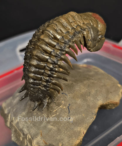 2.22" Fossil Crotalocephalina Trilobite – Devonian – Issoumour, Morocco - Fossil Driven