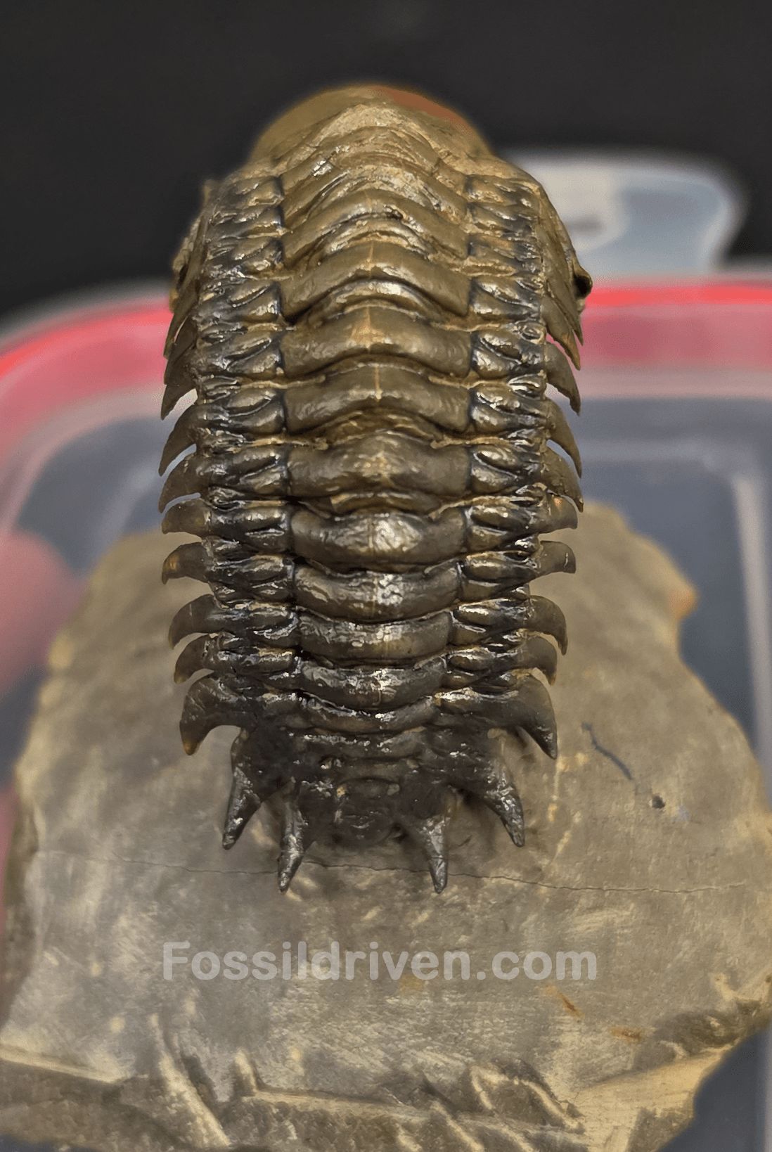 2.22" Fossil Crotalocephalina Trilobite – Devonian – Issoumour, Morocco - Fossil Driven