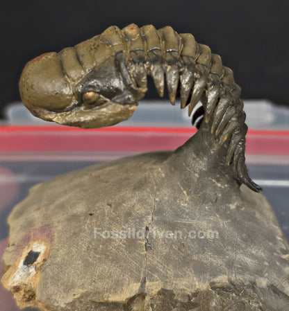 2.22" Fossil Crotalocephalina Trilobite – Devonian – Issoumour, Morocco - Fossil Driven