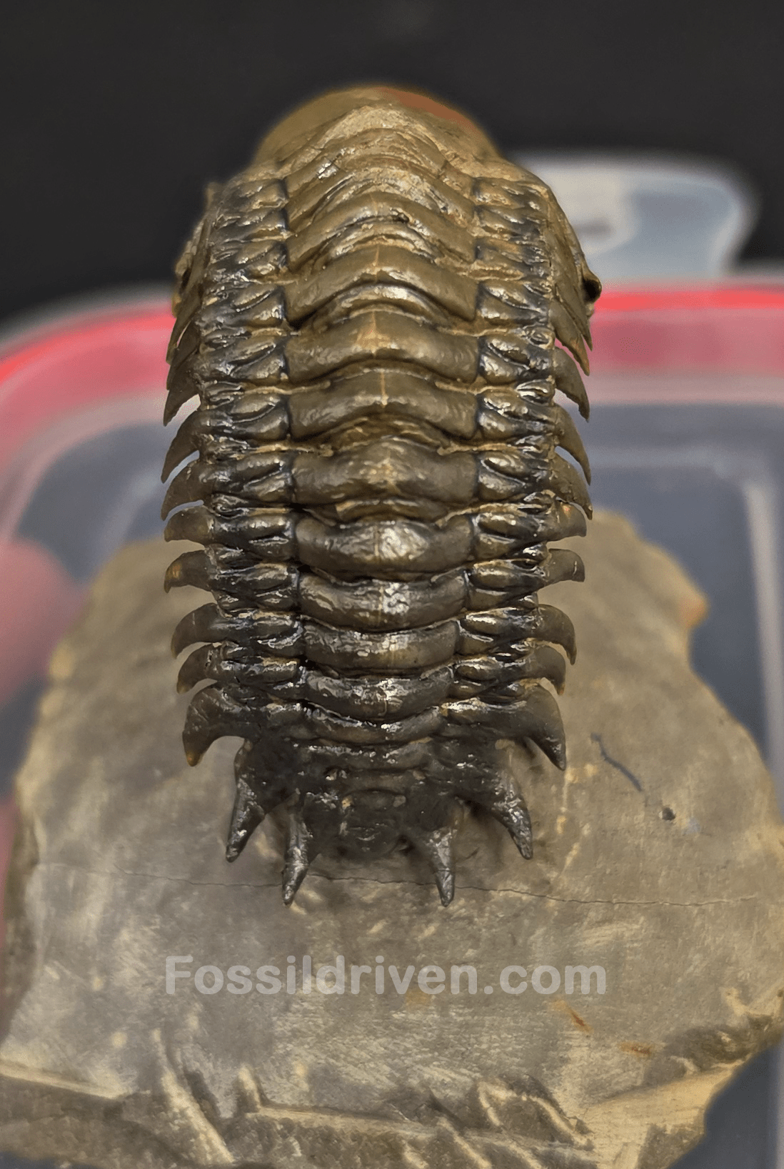 2.22" Fossil Crotalocephalina Trilobite – Devonian – Issoumour, Morocco - Fossil Driven