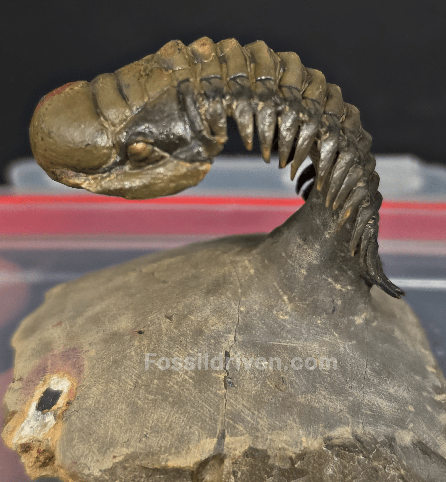 2.22" Fossil Crotalocephalina Trilobite – Devonian – Issoumour, Morocco - Fossil Driven