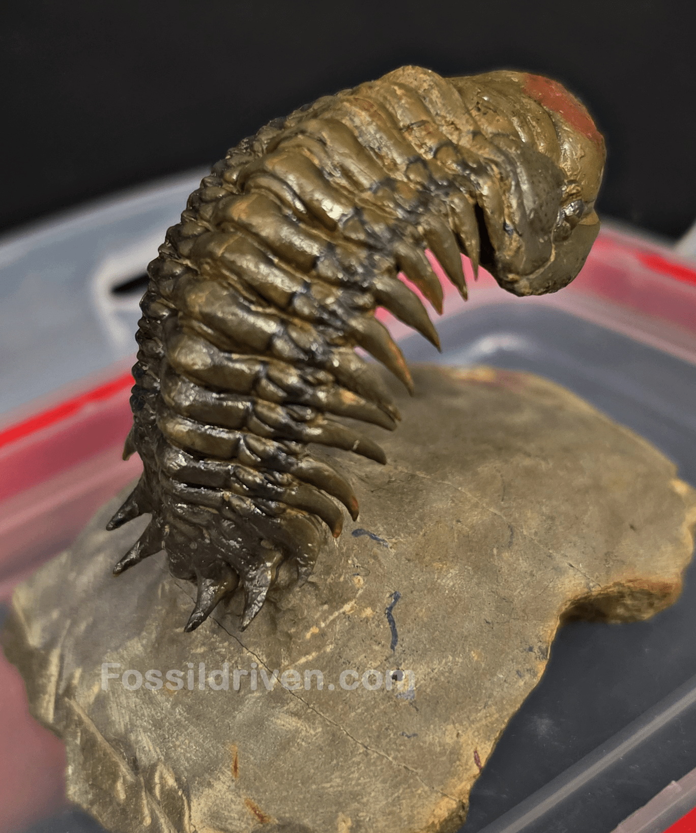 2.22" Fossil Crotalocephalina Trilobite – Devonian – Issoumour, Morocco - Fossil Driven