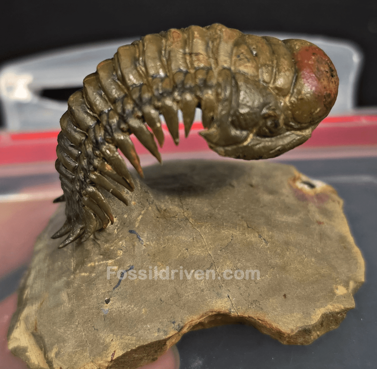 2.22" Fossil Crotalocephalina Trilobite – Devonian – Issoumour, Morocco - Fossil Driven