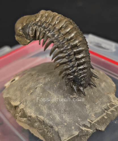 2.22" Fossil Crotalocephalina Trilobite – Devonian – Issoumour, Morocco - Fossil Driven