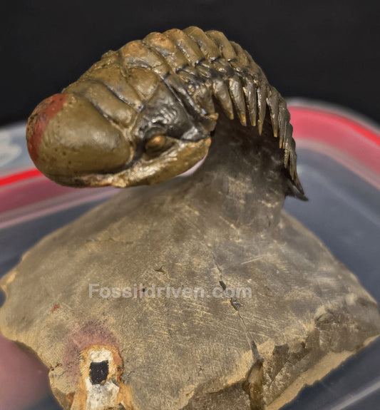 2.22" Fossil Crotalocephalina Trilobite – Devonian – Issoumour, Morocco - Fossil Driven