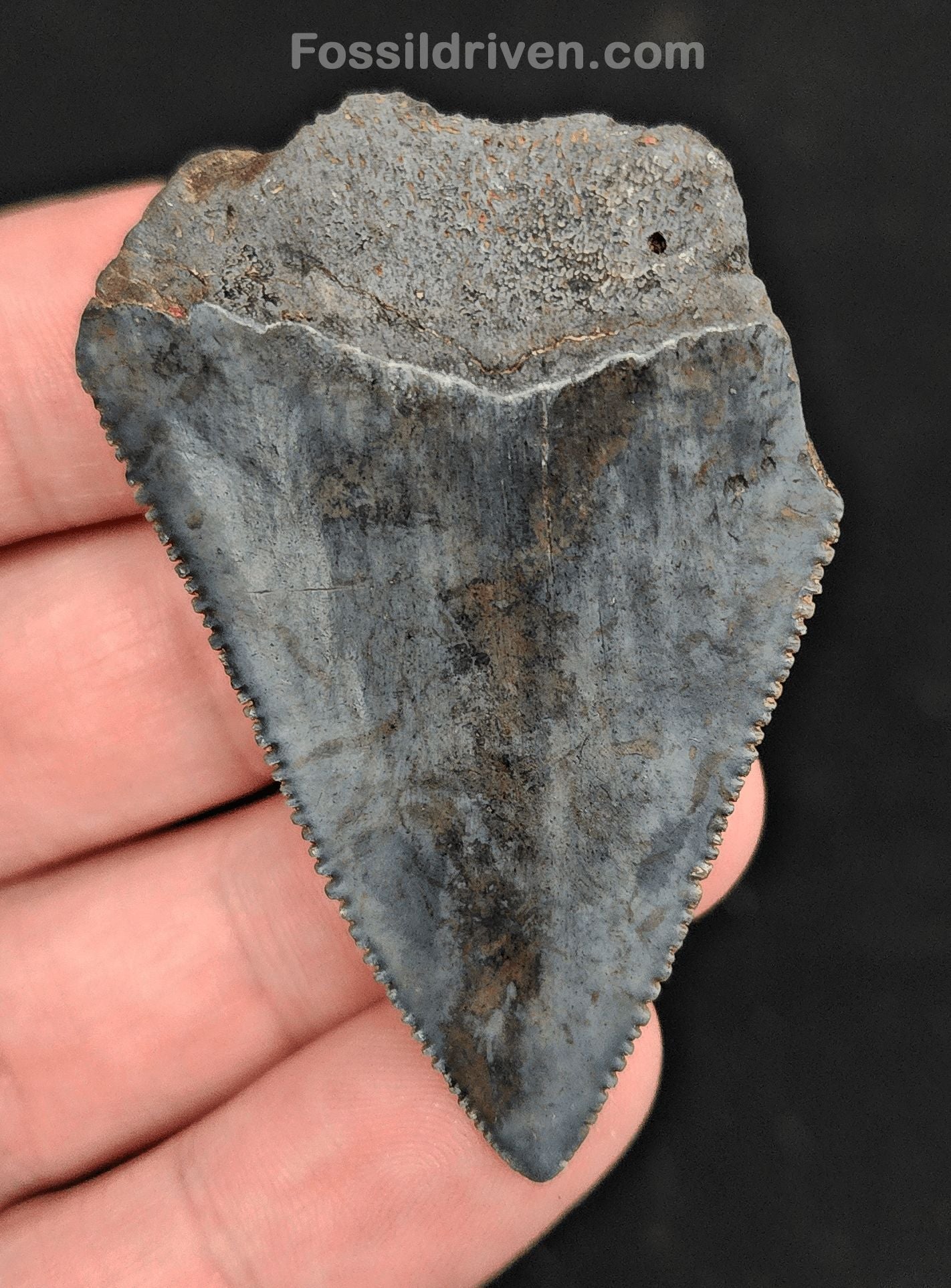 2.22" Fossil Great White Shark Tooth (Carcharodon carcharias) – South Carolina - Fossil Driven