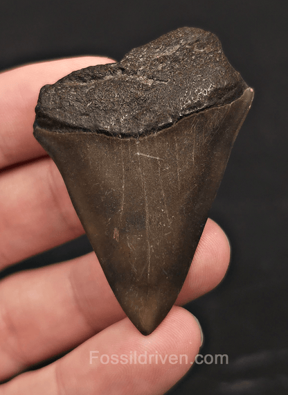 2.22" Fossil Hastalis Mako Shark Tooth - South East, Georgia - Fossil Driven